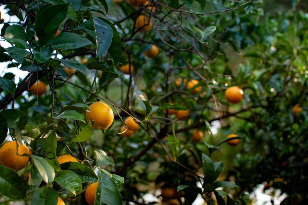 Antica Casina B&B Di Charme Pulsano Εξωτερικό φωτογραφία